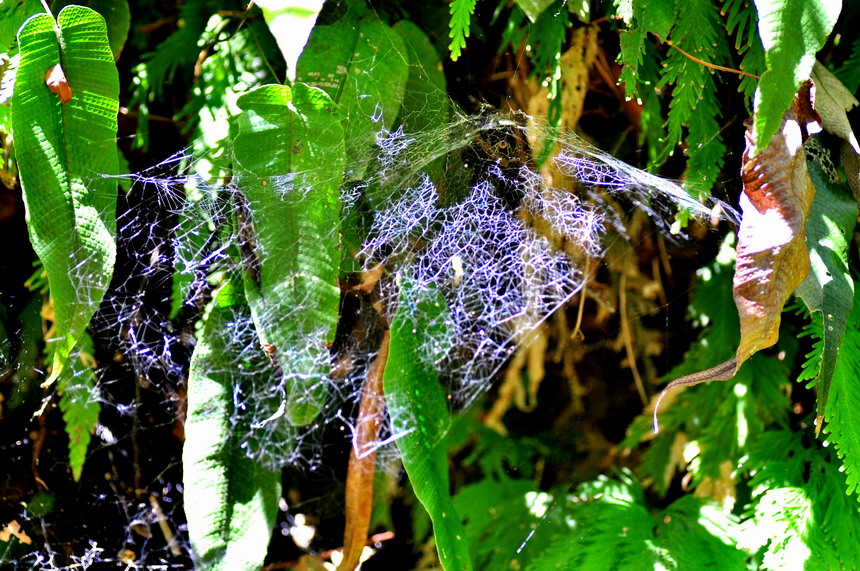 DSC_7505a.jpg