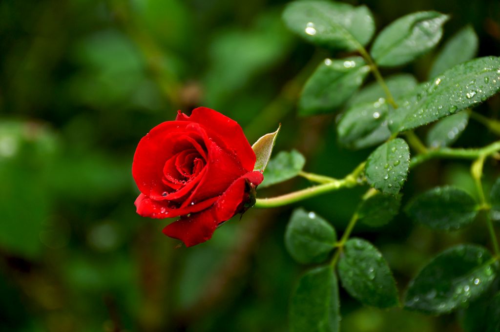 nEO_IMG_DSC_0054.jpg