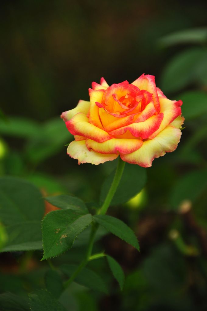 nEO_IMG_DSC_0051.jpg