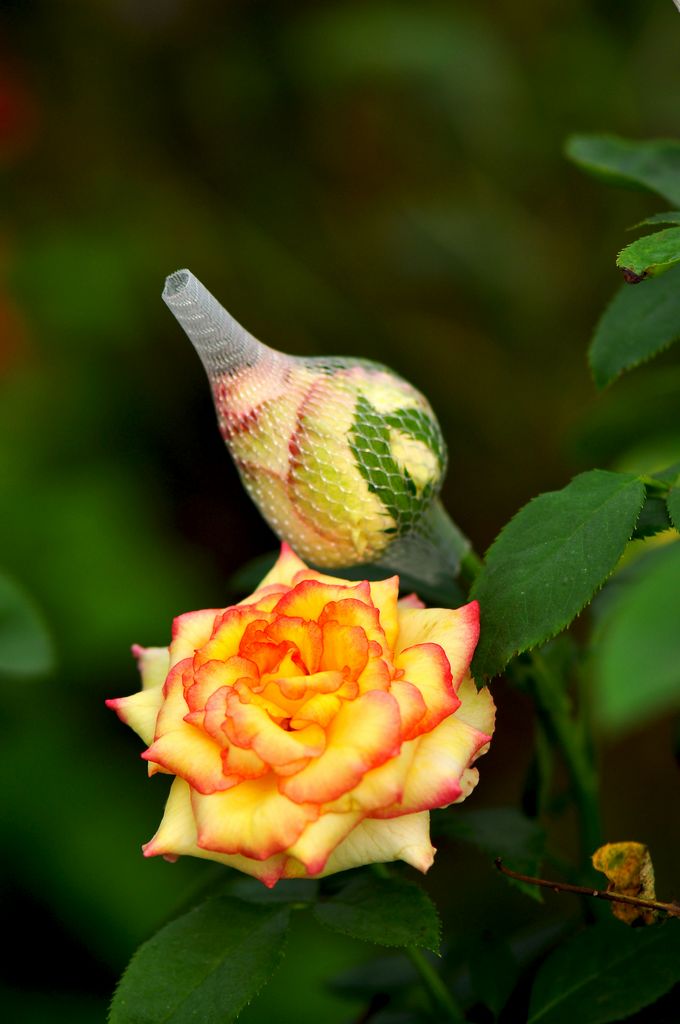 nEO_IMG_DSC_0357.jpg