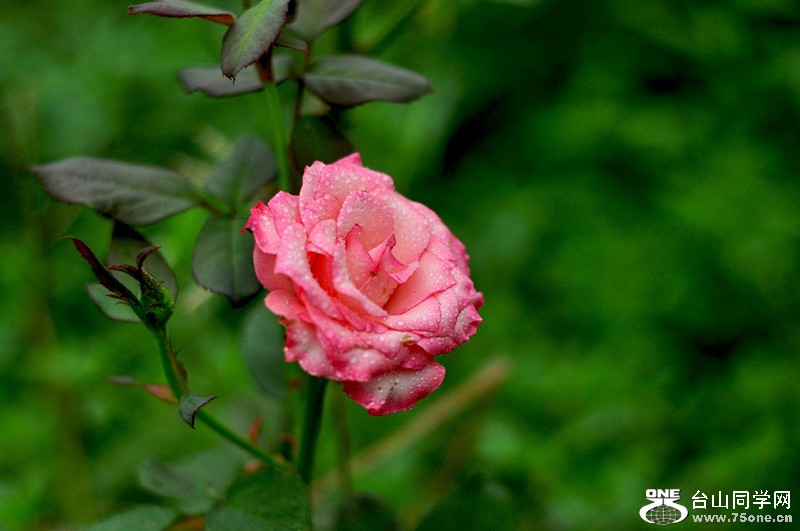 DSC_0175_.jpg