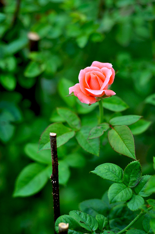 DSC_0182_.jpg