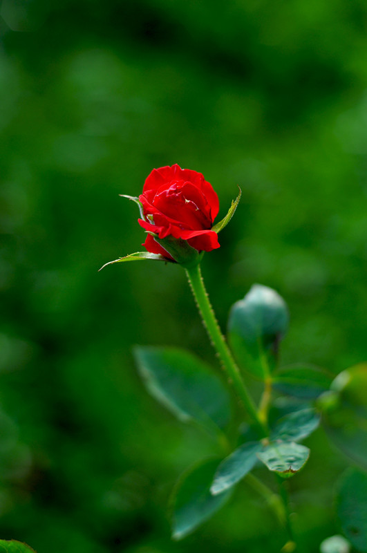 DSC_0249_.jpg