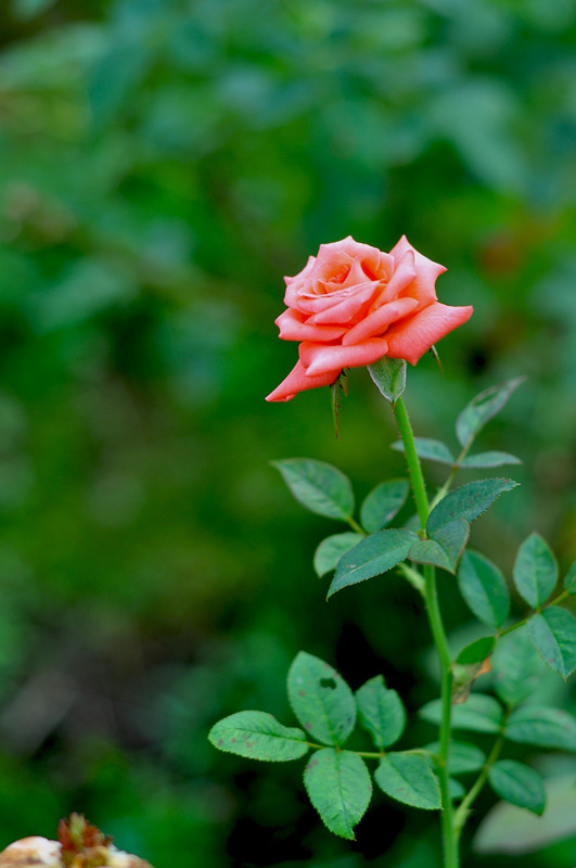 DSC_0191_.jpg