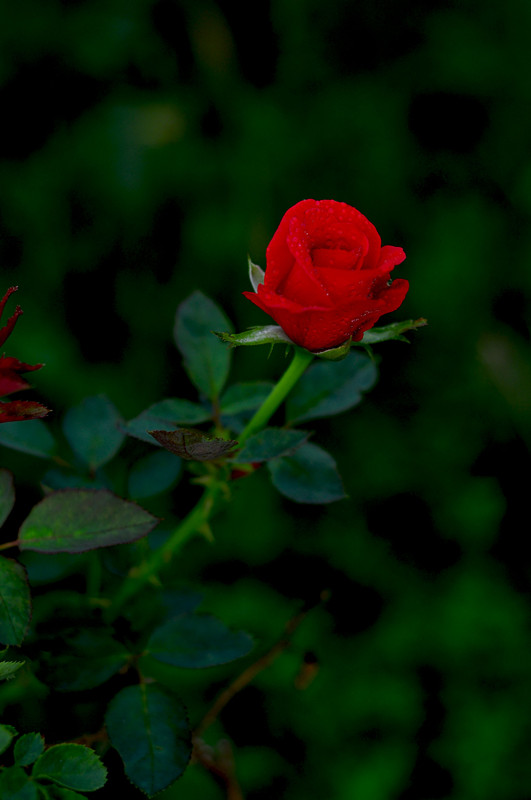 DSC_0218_.jpg