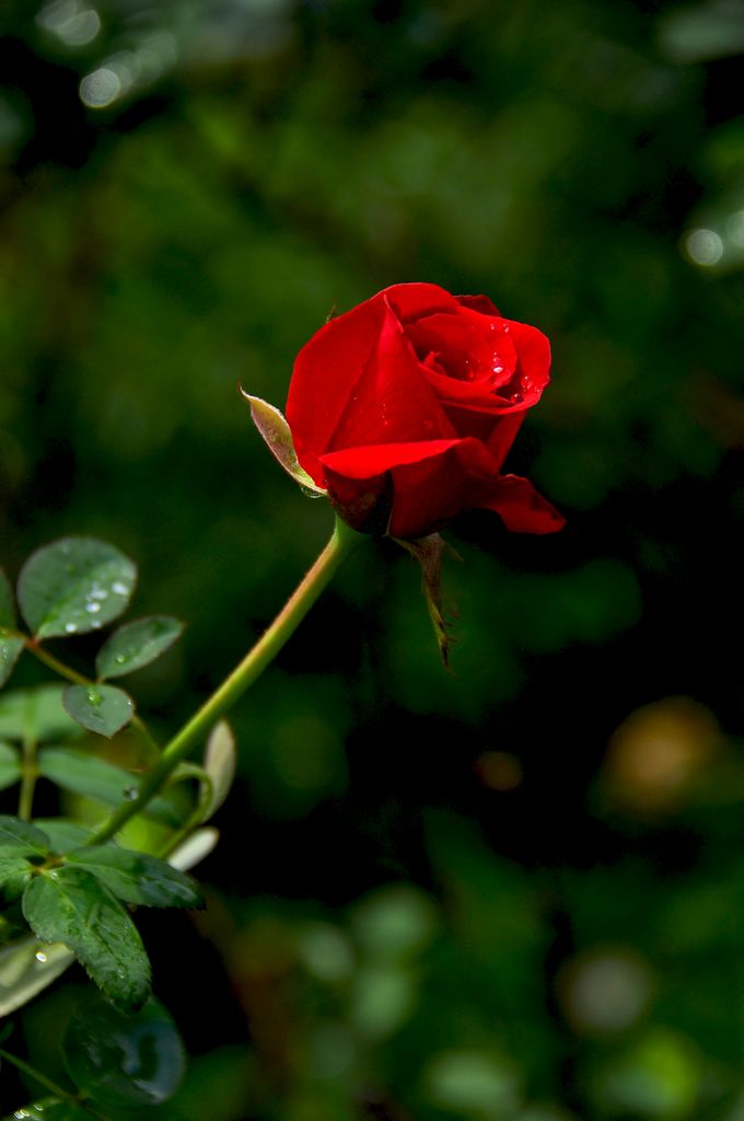 nEO_IMG_DSC_0082.jpg
