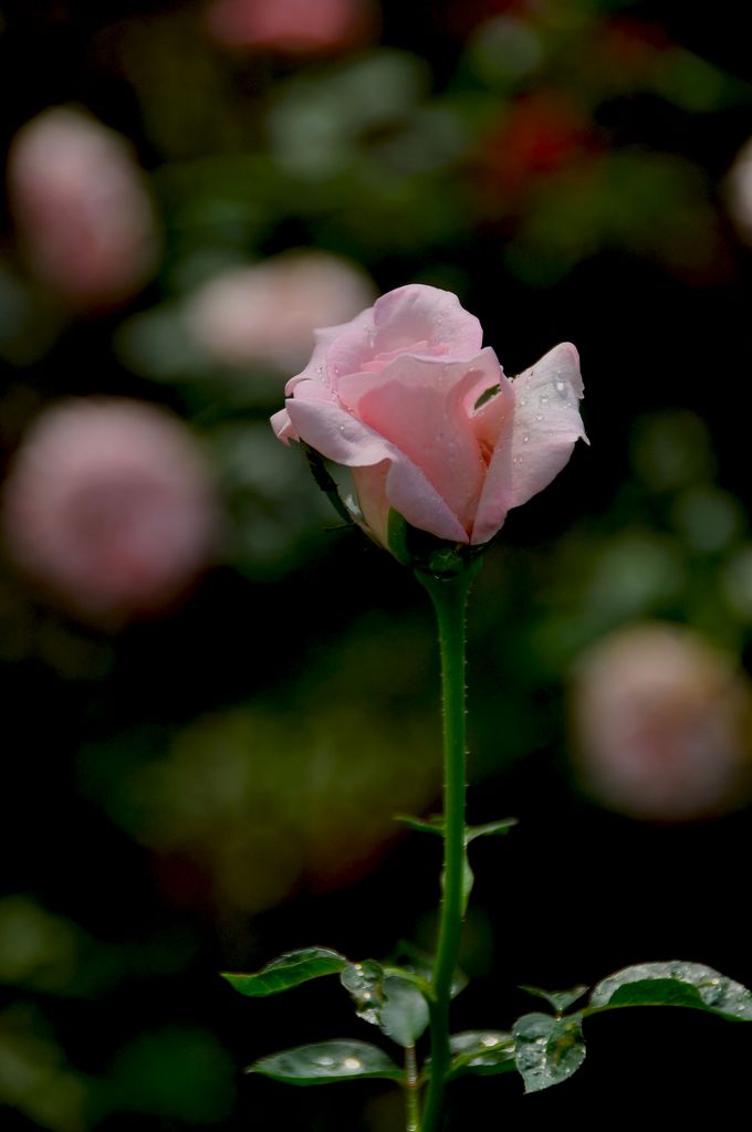 nEO_IMG_DSC_0079.jpg
