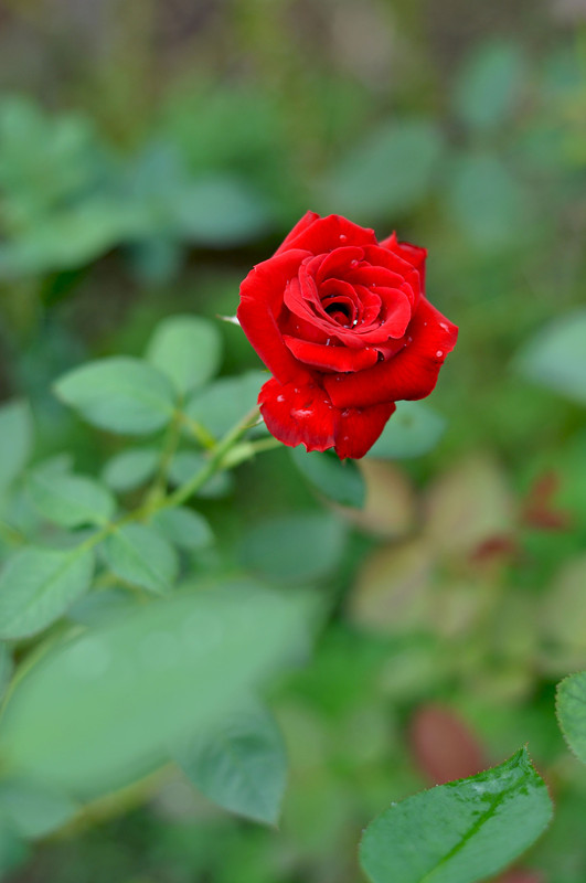 DSC_0083_.jpg