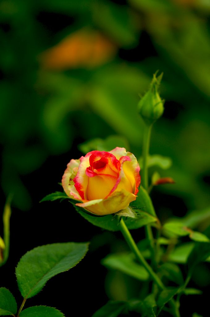 nEO_IMG_DSC_0309.jpg