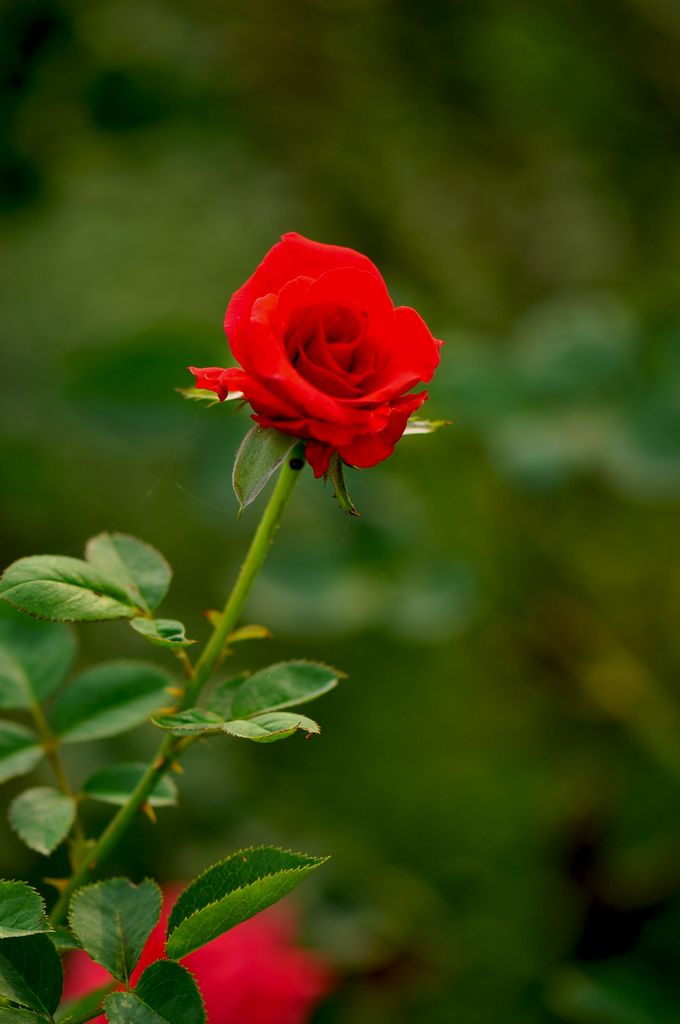 nEO_IMG_DSC_0258.jpg