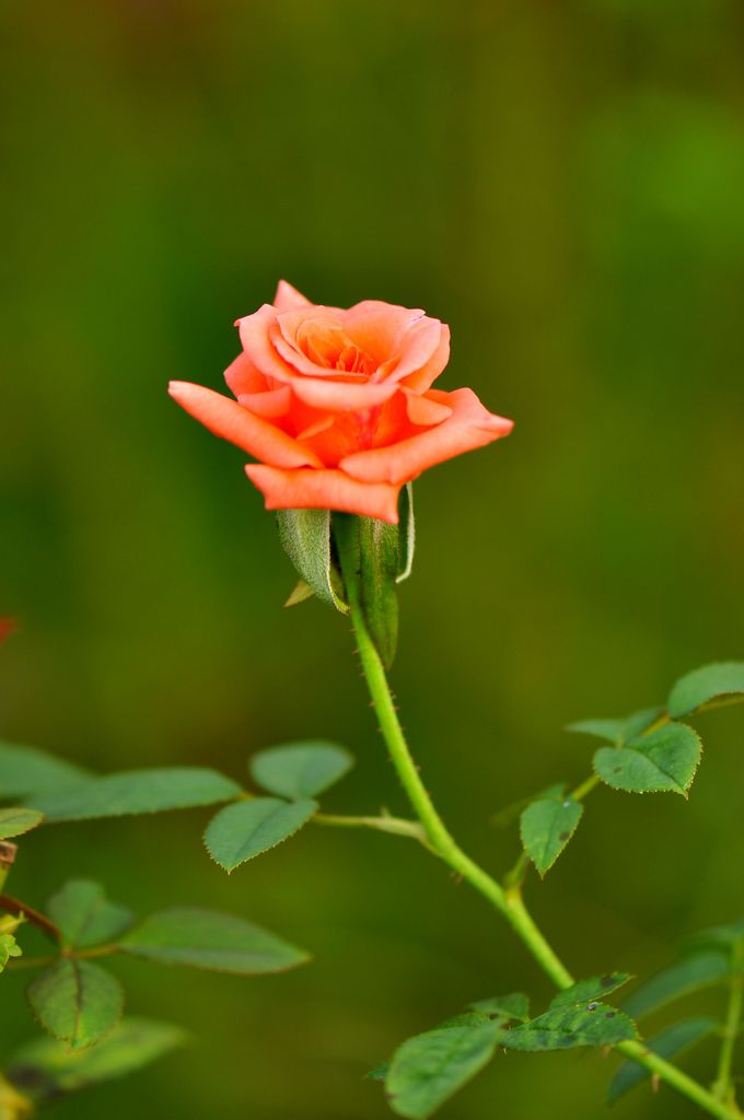 nEO_IMG_DSC_0354.jpg