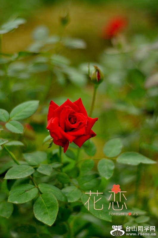 DSC_0206_.jpg
