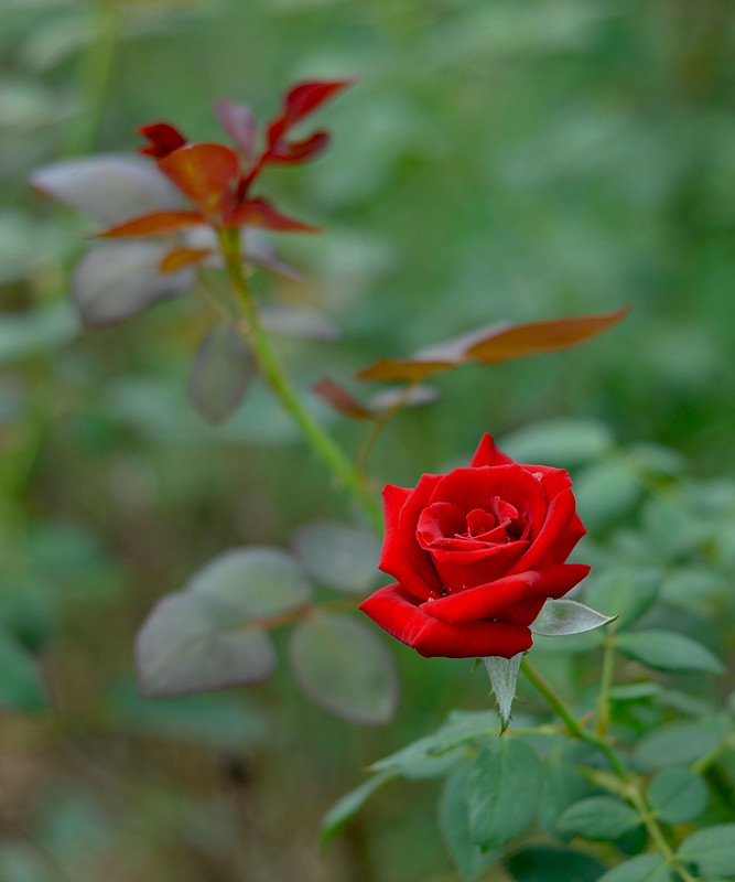 DSC_0062_.jpg