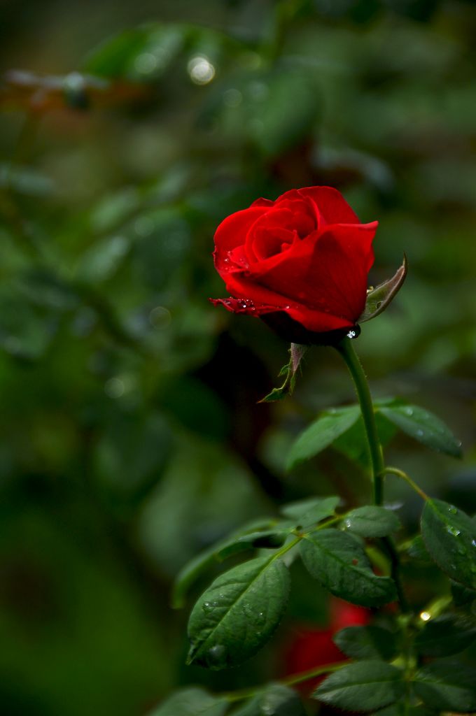 nEO_IMG_DSC_0086.jpg