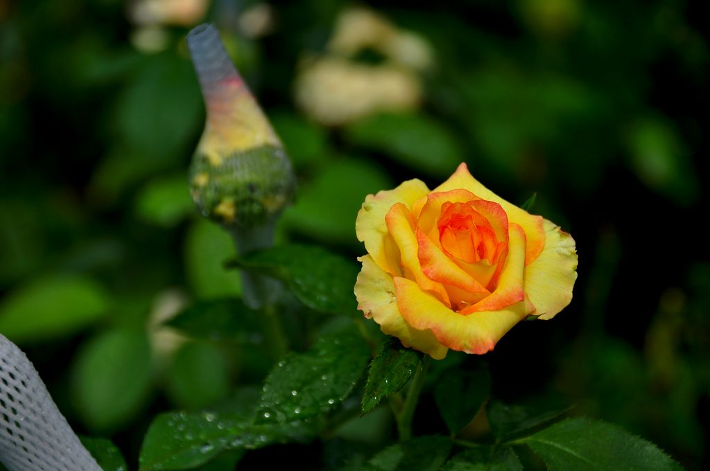 nEO_IMG_DSC_0060.jpg