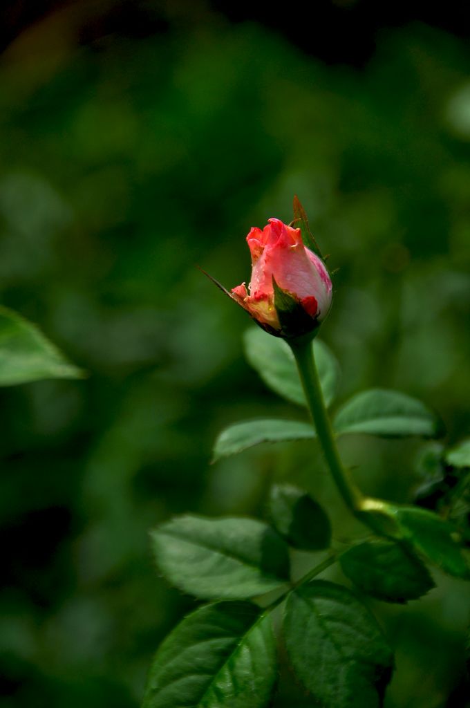 nEO_IMG_DSC_0085.jpg