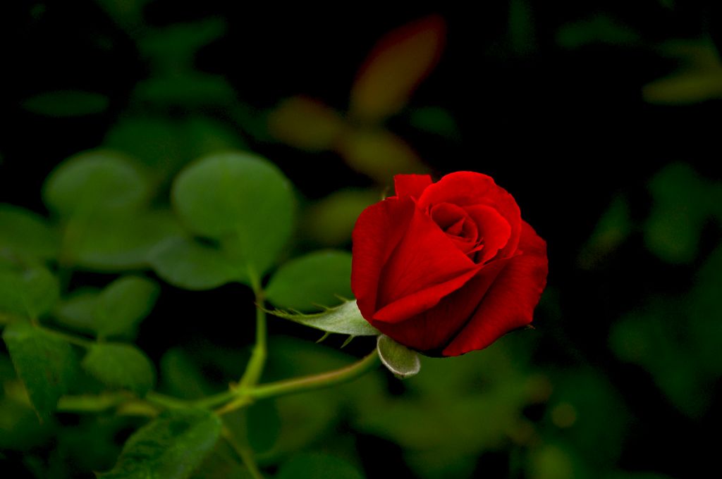 nEO_IMG_DSC_0022.jpg
