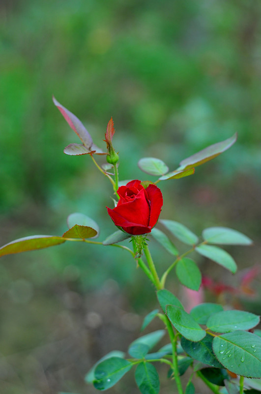 DSC_0137_.jpg