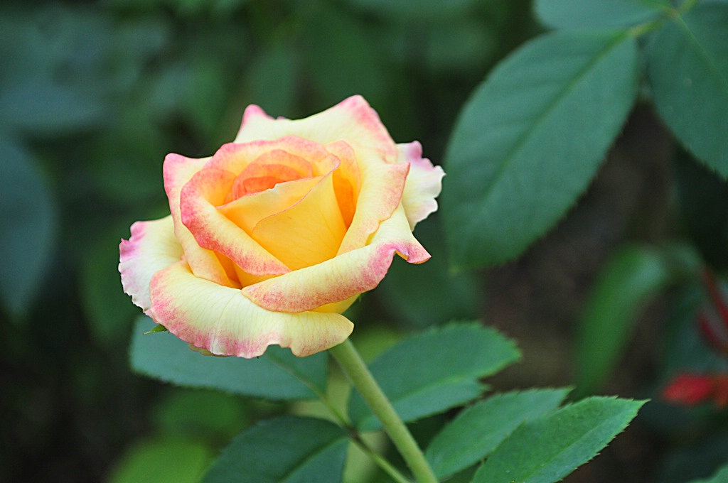 DSC_0047.JPG