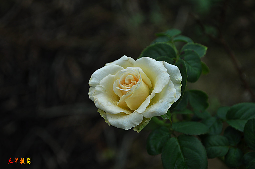 DSC_0106.JPG