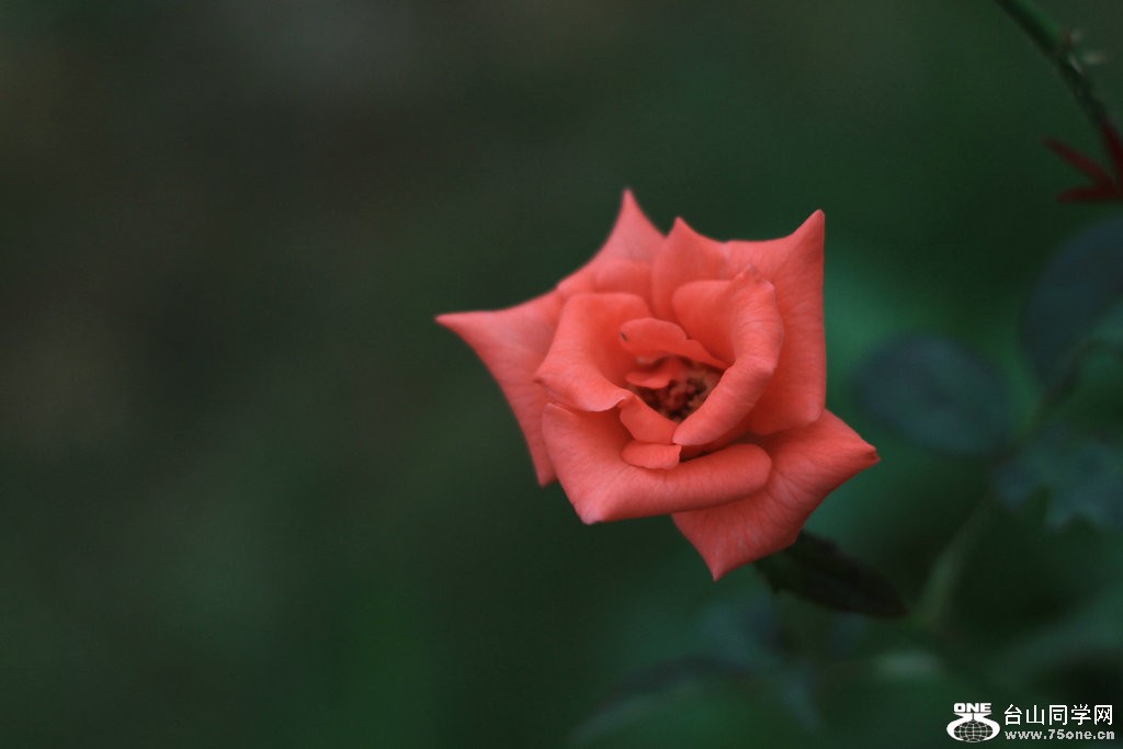 IMG_3462.JPG