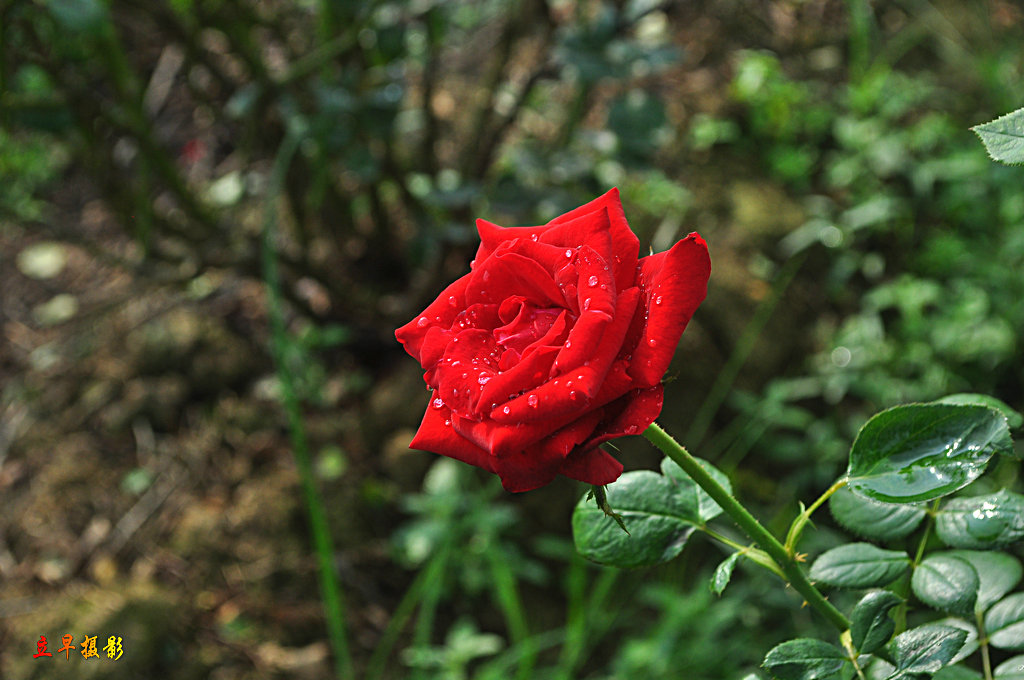 DSC_0094_.JPG