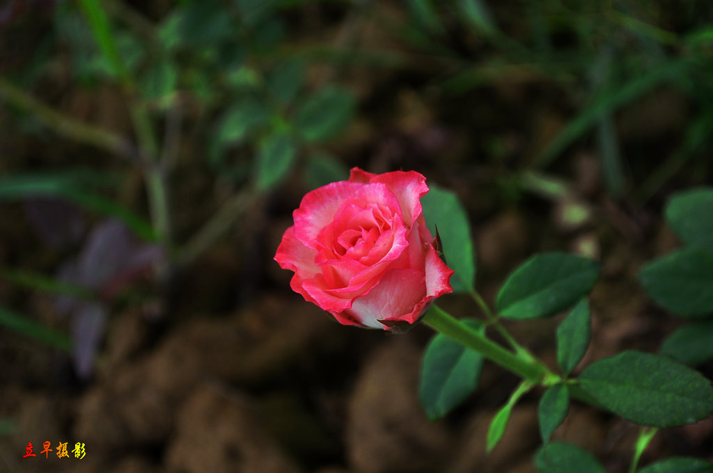 DSC_0110_.JPG