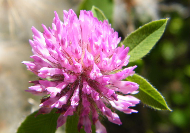 DSCF4561.JPG