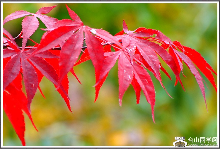 DSC_7549.JPG