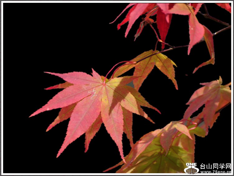 dsc_7532a.jpg