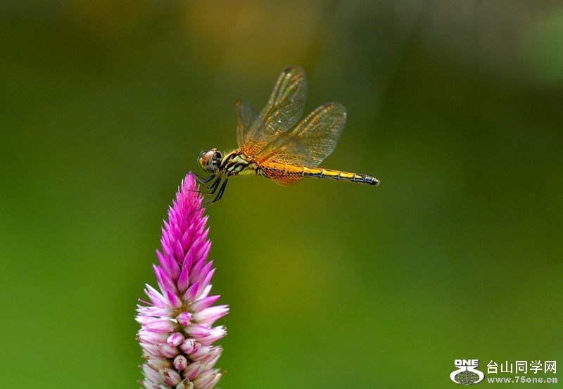 DSC_0067.JPG