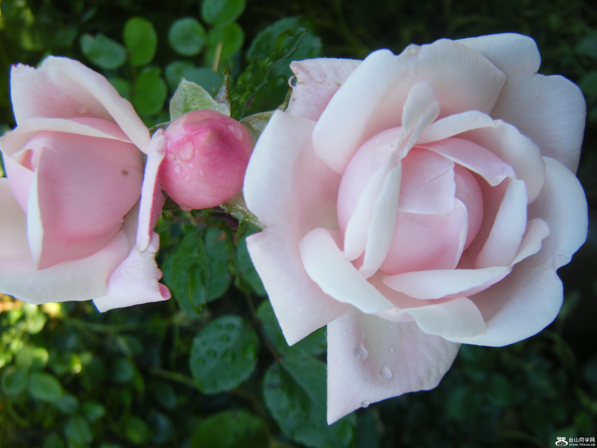 @2011-9-26 051.JPG