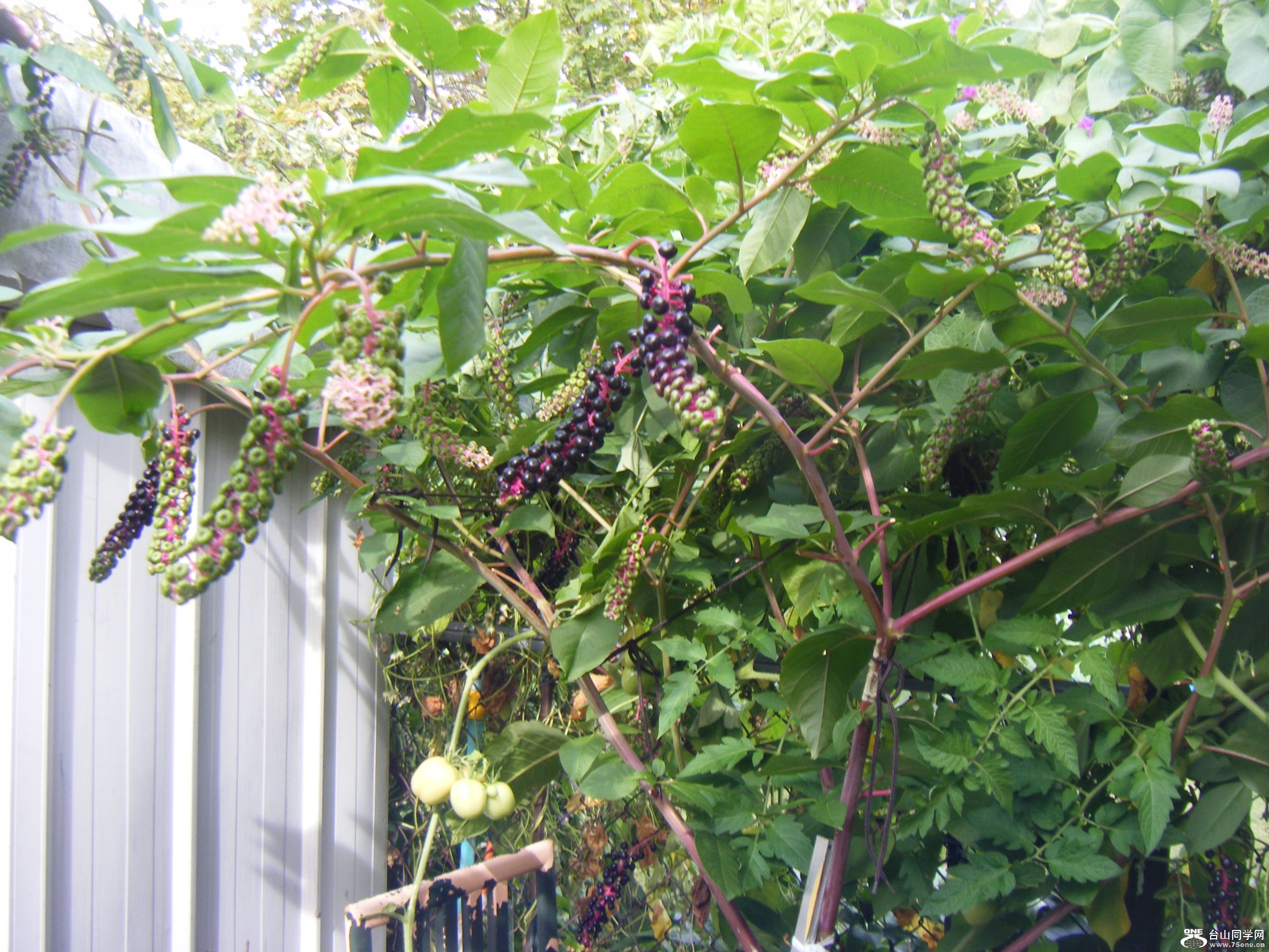 @2011-9-26 016.JPG