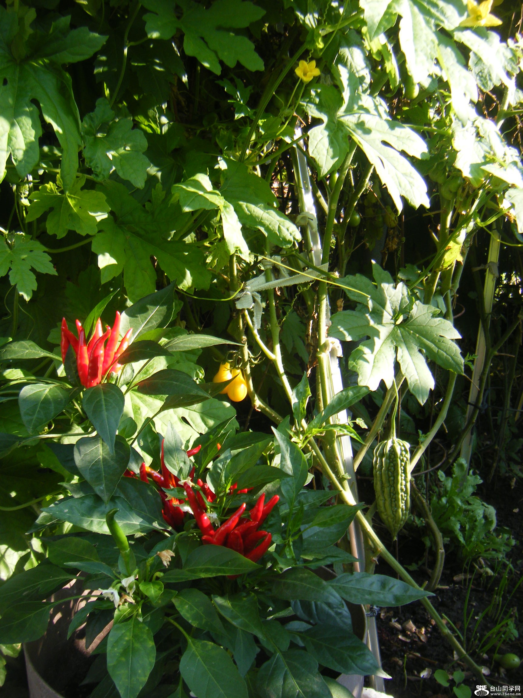 @2011-9-26 074.JPG