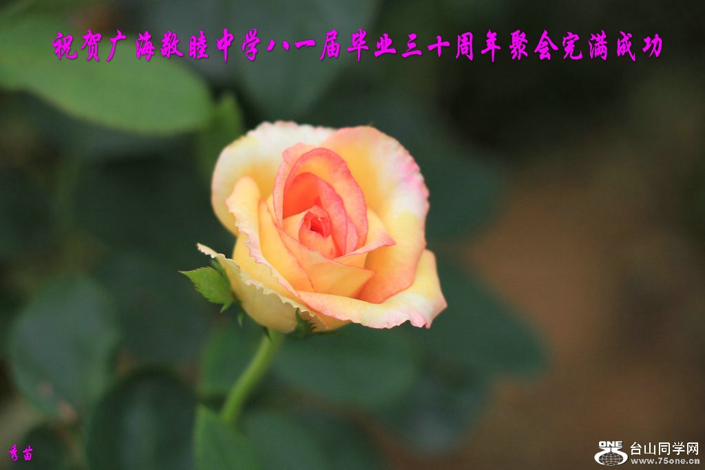 IMG_3711_副本.JPG