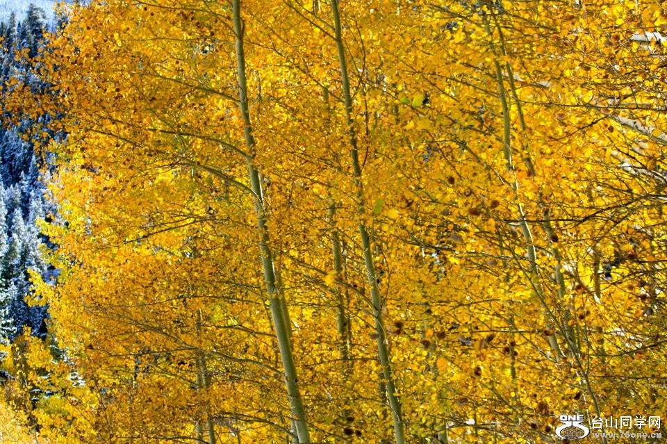 aspen3.jpg