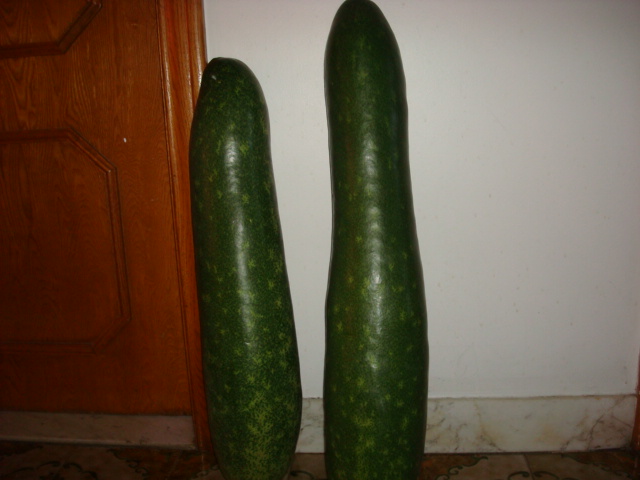 DSC01518.JPG