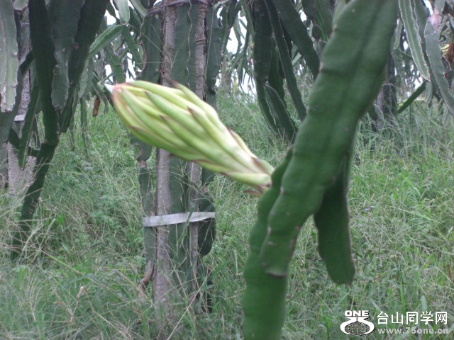 CIMG6519.JPG