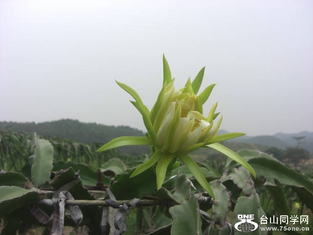 CIMG6554.JPG