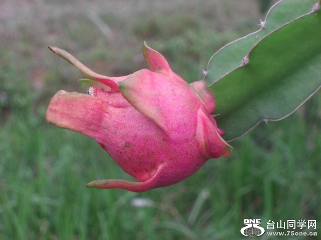CIMG6485.JPG