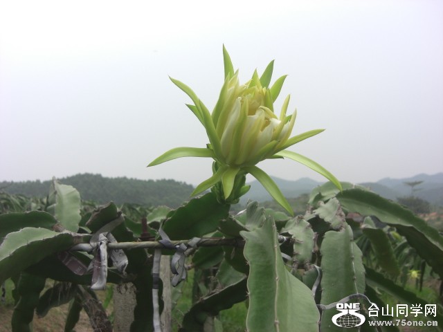 CIMG6556.JPG