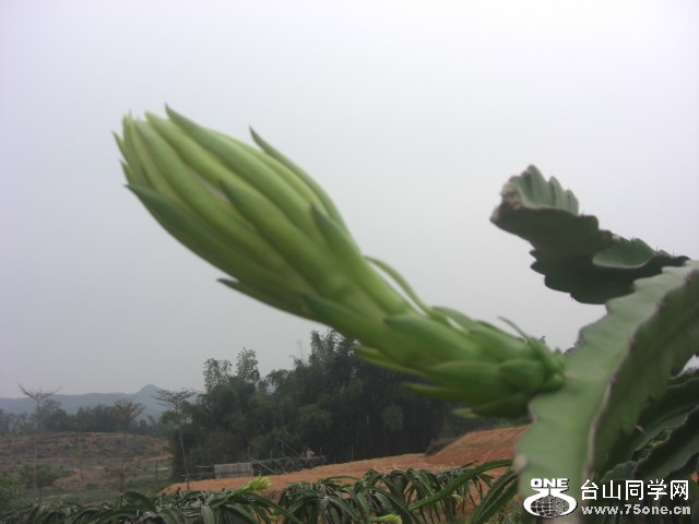 CIMG6542.JPG