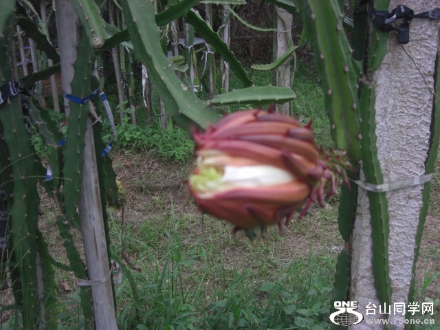 CIMG6441.JPG