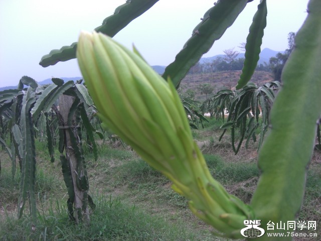 CIMG6544.JPG