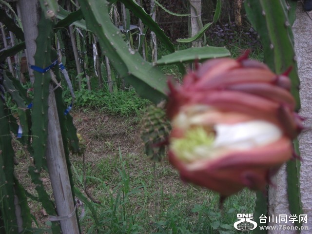 CIMG6440.JPG