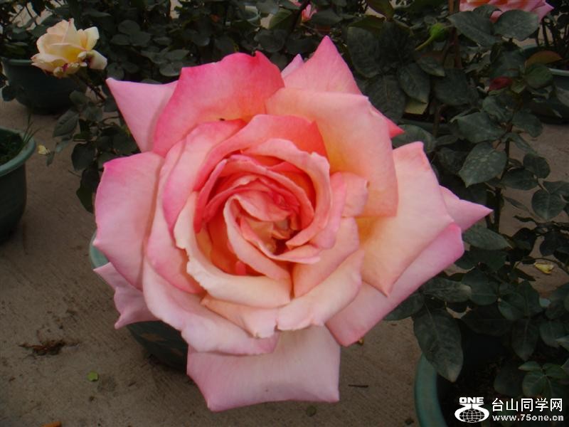 DSC00355 (е).JPG