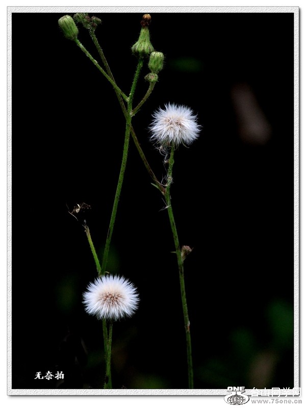 IMG_2560A.jpg