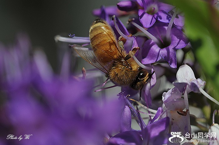DSC_8960_conew1.jpg