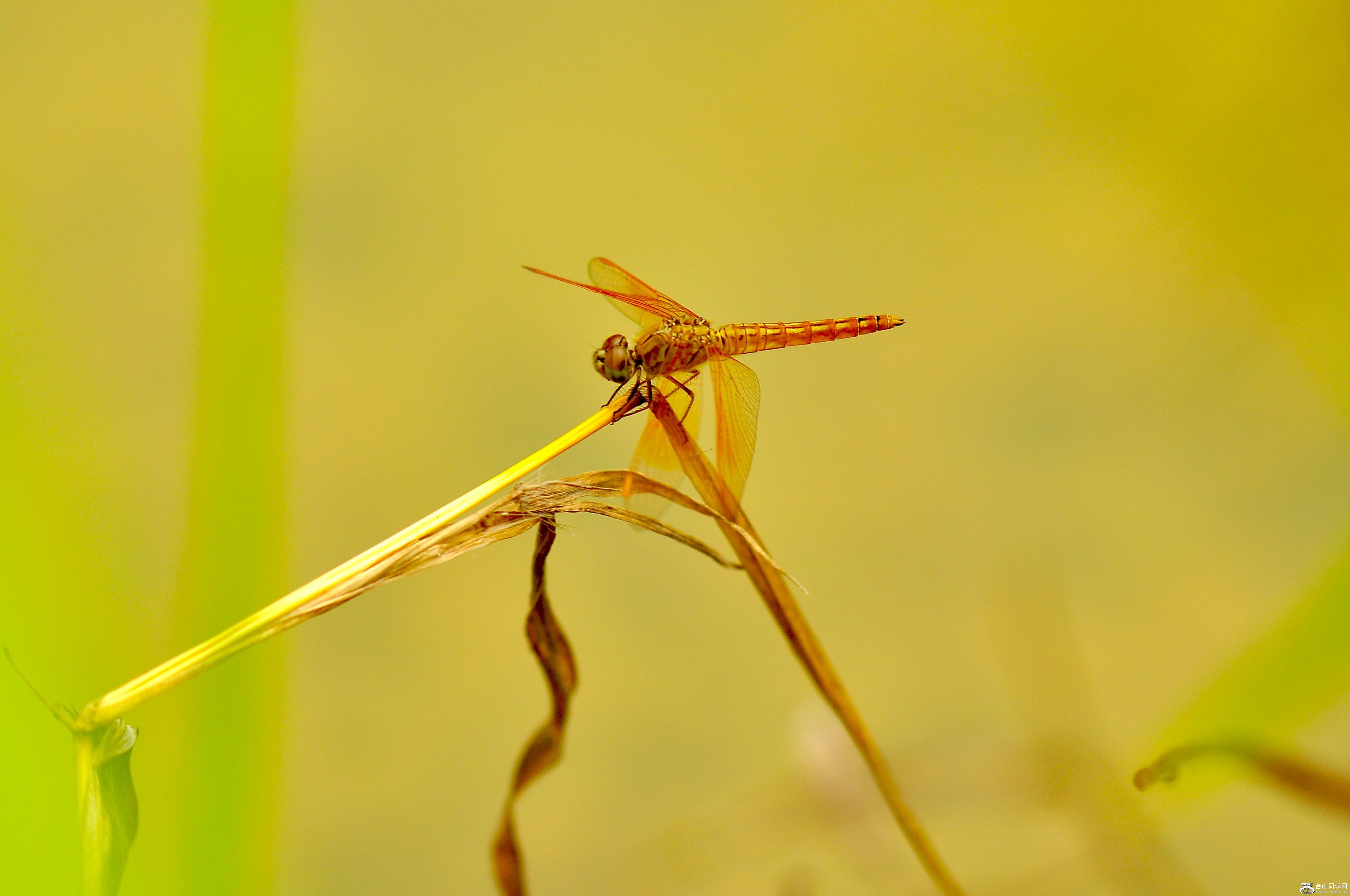 DSC_0047.JPG