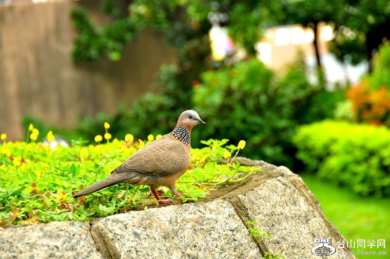 DSC_0010.JPG